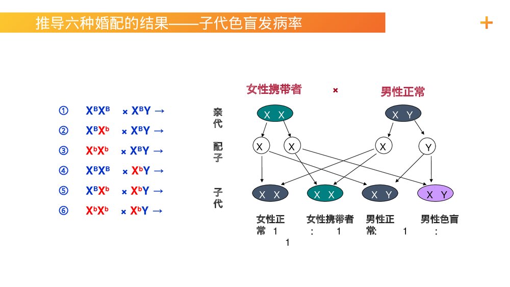 高一下册生物必修二《伴性遗传(1)》PPT课件(第2.3.1课时)5