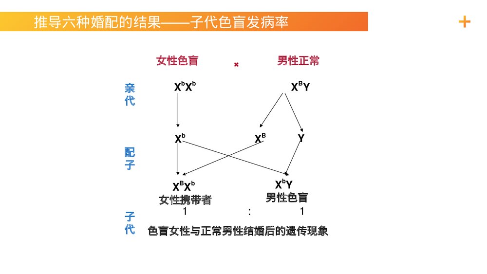 高一下册生物必修二《伴性遗传(1)》PPT课件(第2.3.1课时)6