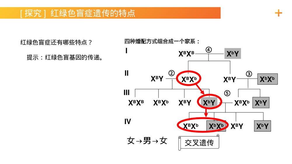 高一下册生物必修二《伴性遗传(1)》PPT课件(第2.3.1课时)9