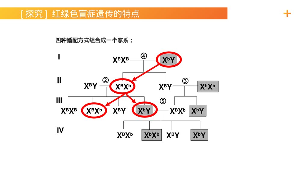 高一下册生物必修二《伴性遗传(1)》PPT课件(第2.3.1课时)10