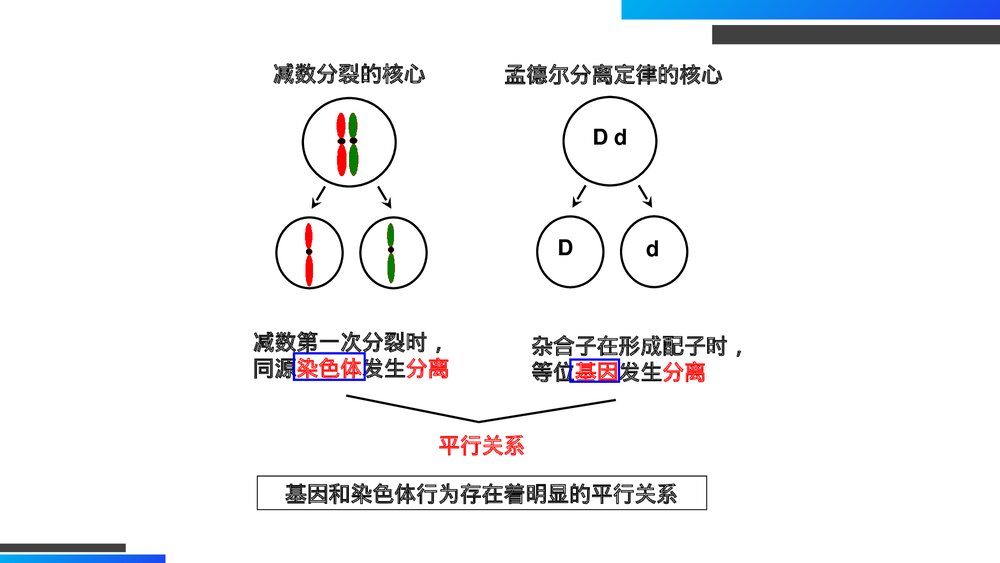 高一下册生物必修二《基因在染色体上》PPT课件(第2.2课时)3
