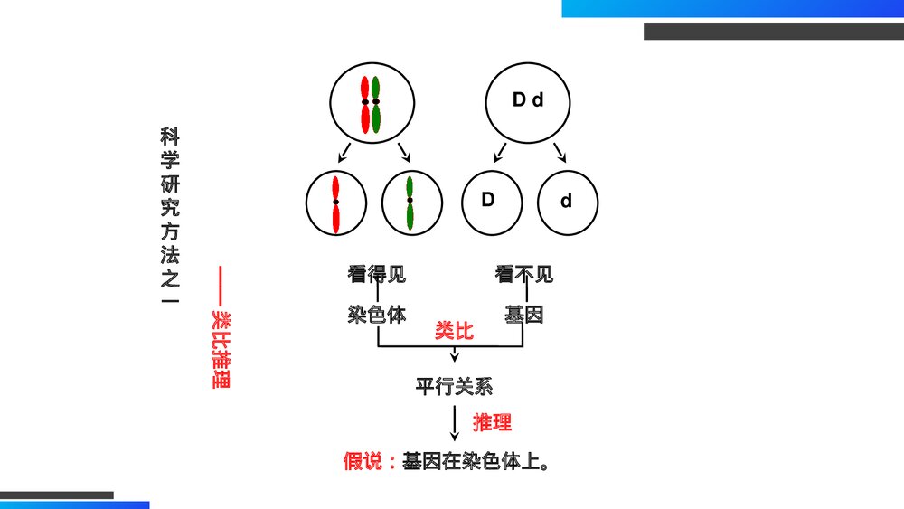 高一下册生物必修二《基因在染色体上》PPT课件(第2.2课时)4