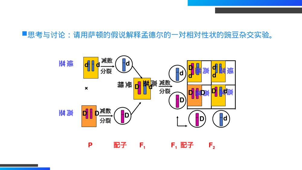 高一下册生物必修二《基因在染色体上》PPT课件(第2.2课时)7