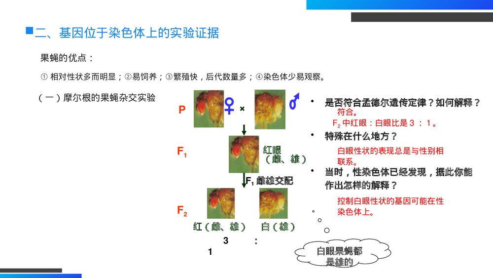 高一下册生物必修二《基因在染色体上》PPT课件(第2.2课时)8