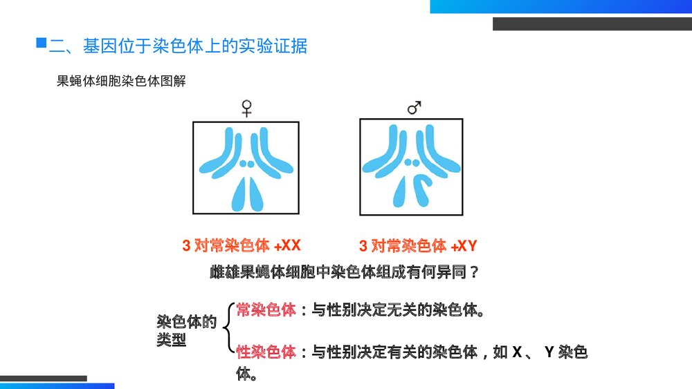 高一下册生物必修二《基因在染色体上》PPT课件(第2.2课时)9