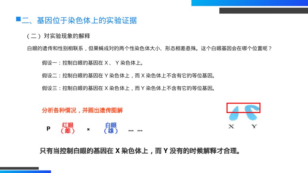 高一下册生物必修二《基因在染色体上》PPT课件(第2.2课时)10