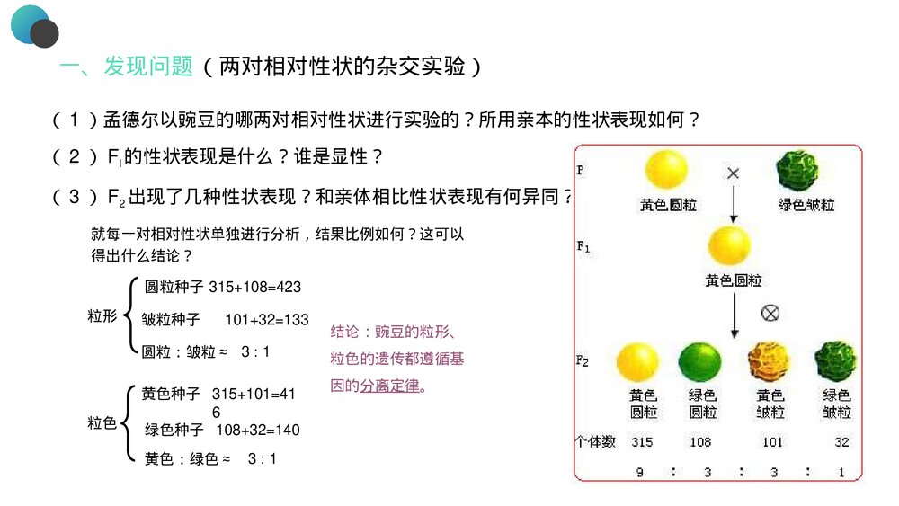 高一下册生物必修二《豌豆杂交实验》PPT课件(第1.1课时)4