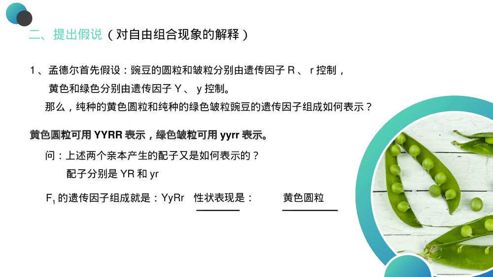 高一下册生物必修二《豌豆杂交实验》PPT课件(第1.1课时)5