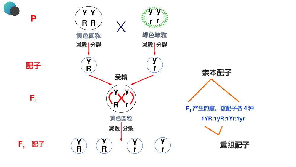高一下册生物必修二《豌豆杂交实验》PPT课件(第1.1课时)7