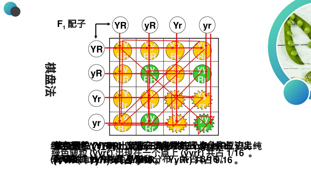 高一下册生物必修二《豌豆杂交实验》PPT课件(第1.1课时)8