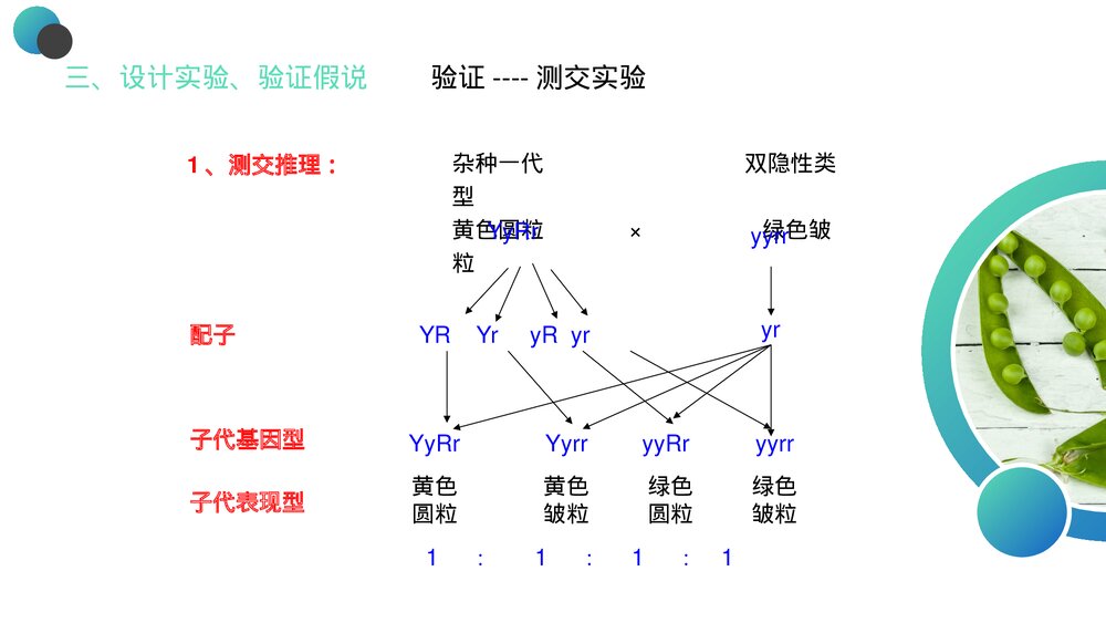 高一下册生物必修二《豌豆杂交实验》PPT课件(第1.1课时)10