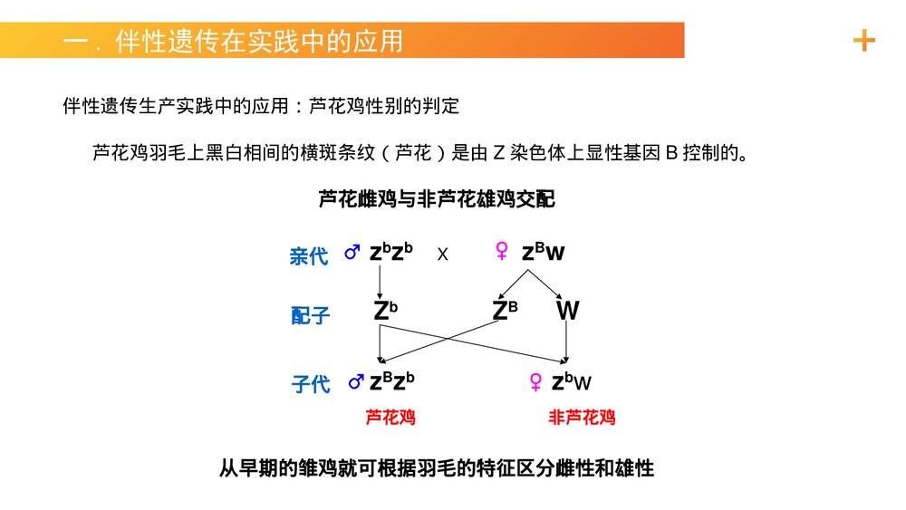 高一下册生物必修二《伴性遗传(2)》PPT课件(第2.3.2课时)2