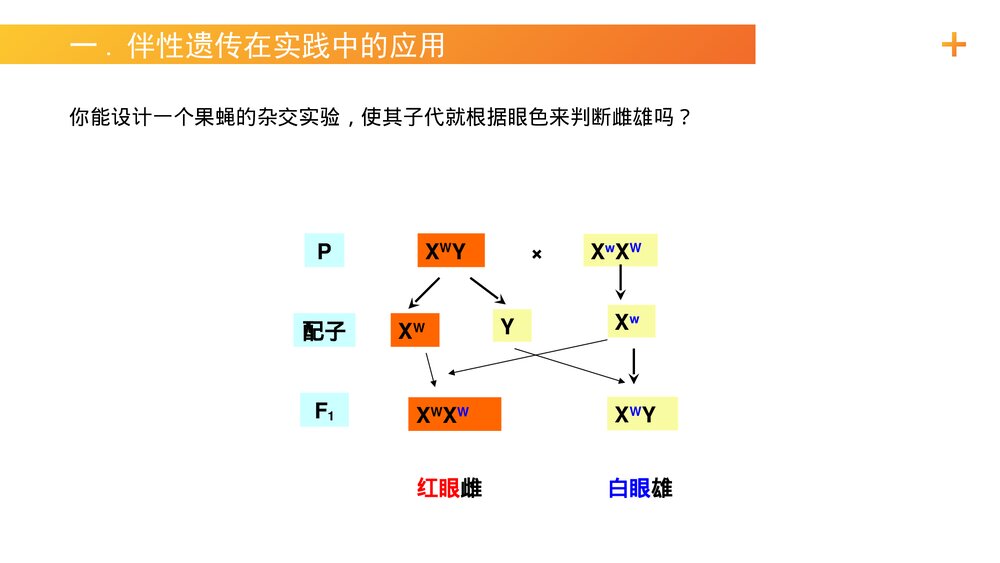 高一下册生物必修二《伴性遗传(2)》PPT课件(第2.3.2课时)4