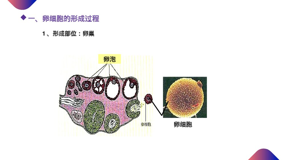 高一下册生物必修二《减数分裂和受精作用》PPT课件(第2.1.2课时)2