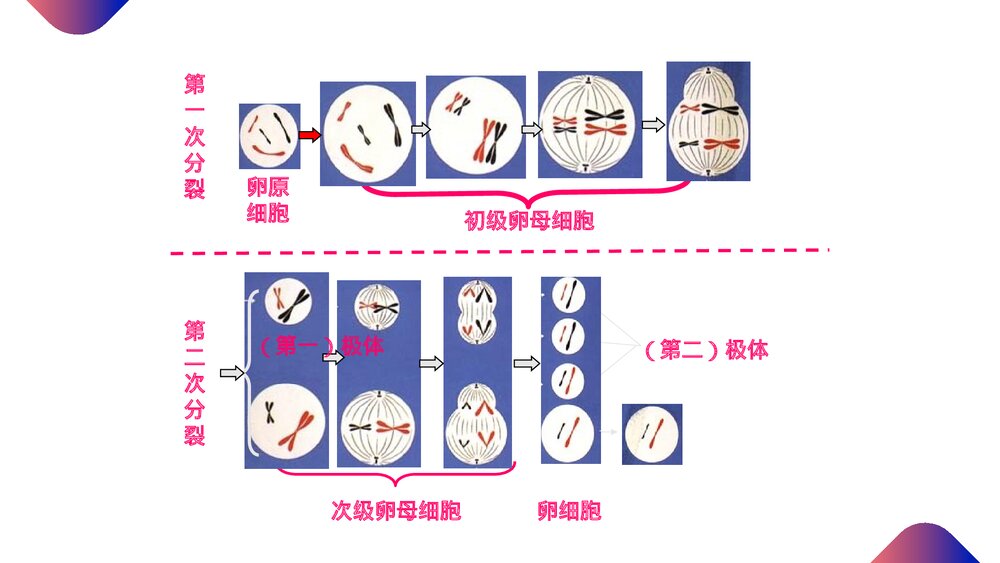 高一下册生物必修二《减数分裂和受精作用》PPT课件(第2.1.2课时)3