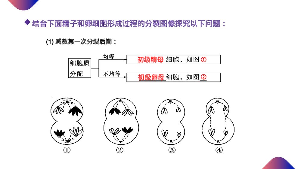 高一下册生物必修二《减数分裂和受精作用》PPT课件(第2.1.2课时)5