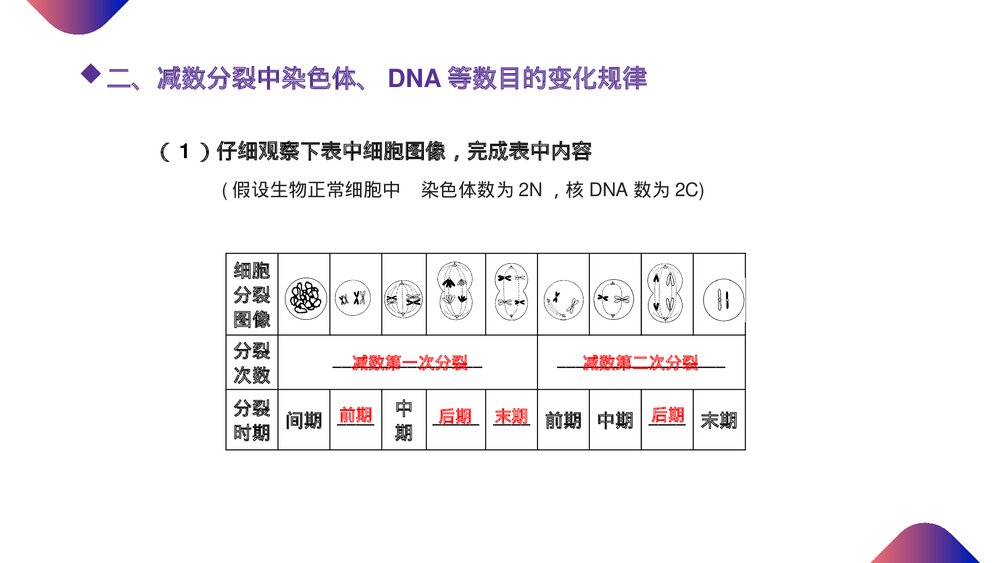 高一下册生物必修二《减数分裂和受精作用》PPT课件(第2.1.2课时)8