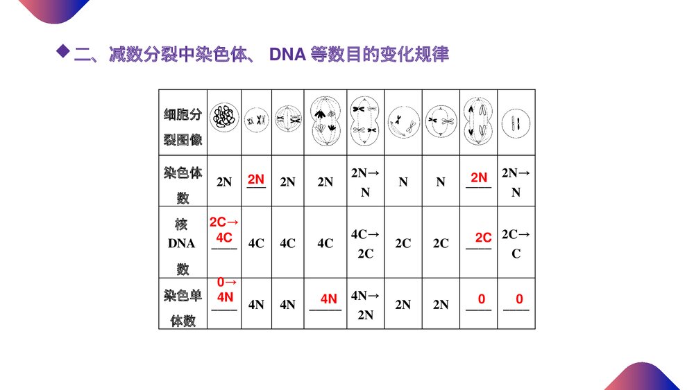 高一下册生物必修二《减数分裂和受精作用》PPT课件(第2.1.2课时)9