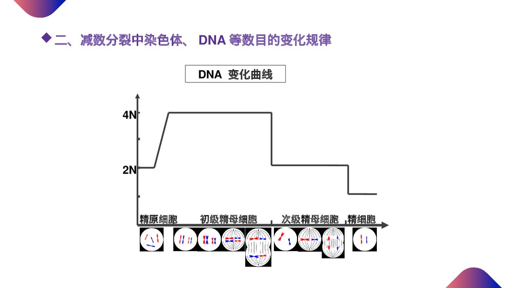 高一下册生物必修二《减数分裂和受精作用》PPT课件(第2.1.2课时)10