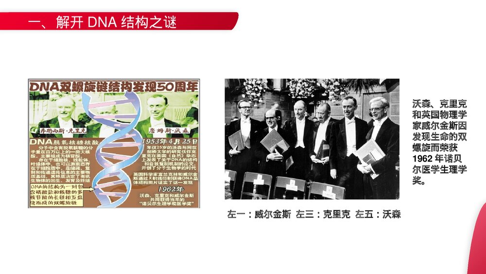 高一下册生物必修二《DNA分子的结构》PPT课件(第3.2课时)4