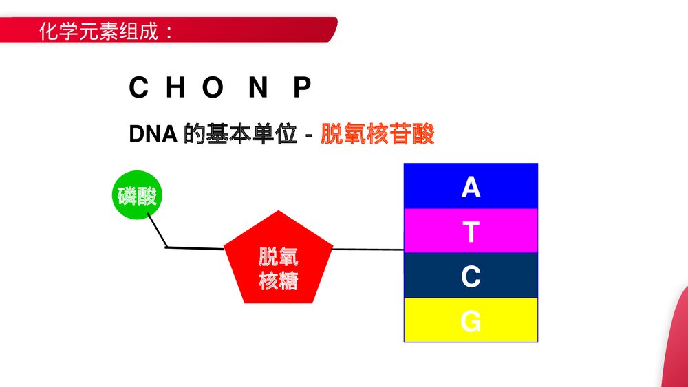 高一下册生物必修二《DNA分子的结构》PPT课件(第3.2课时)5