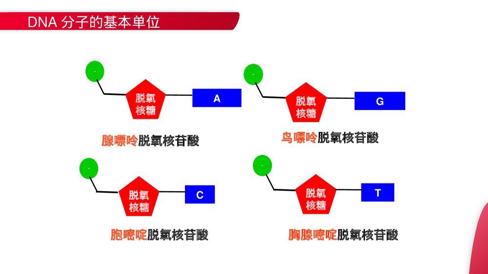 高一下册生物必修二《DNA分子的结构》PPT课件(第3.2课时)6