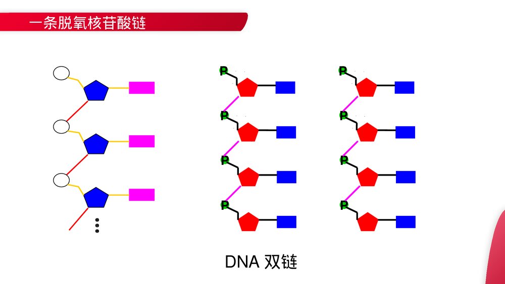 高一下册生物必修二《DNA分子的结构》PPT课件(第3.2课时)7