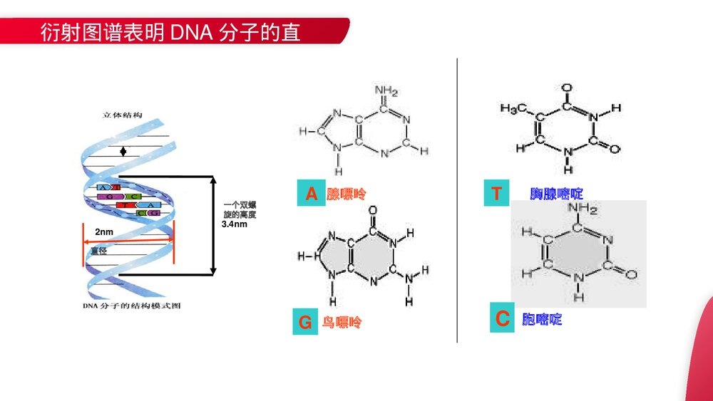 高一下册生物必修二《DNA分子的结构》PPT课件(第3.2课时)9