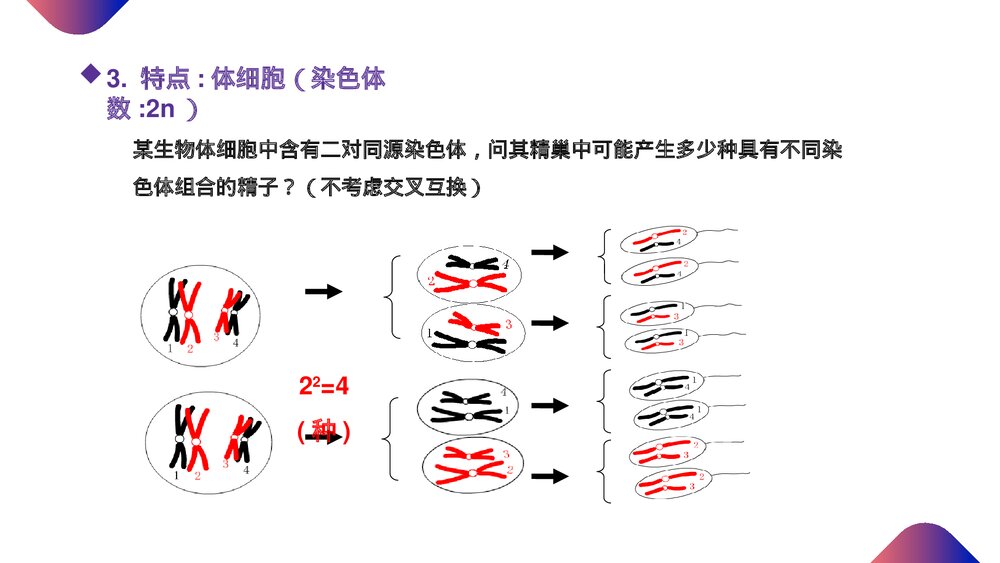 高一下册生物必修二《减数分裂和受精作用》PPT课件(第2.1.3课时)2