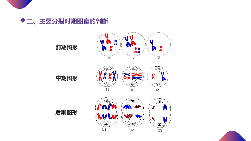 高一下册生物必修二《减数分裂和受精作用》PPT课件(第2.1.3课时)6