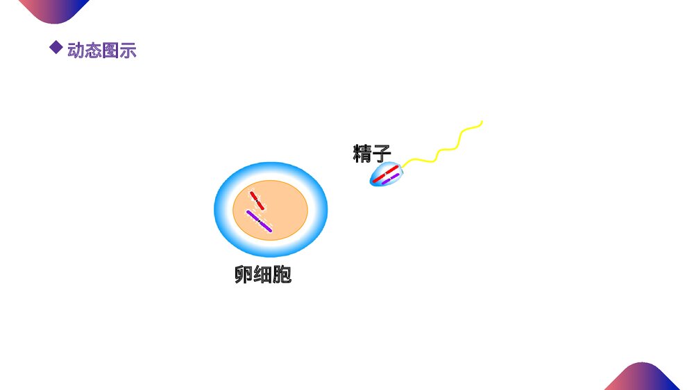 高一下册生物必修二《减数分裂和受精作用》PPT课件(第2.1.3课时)8