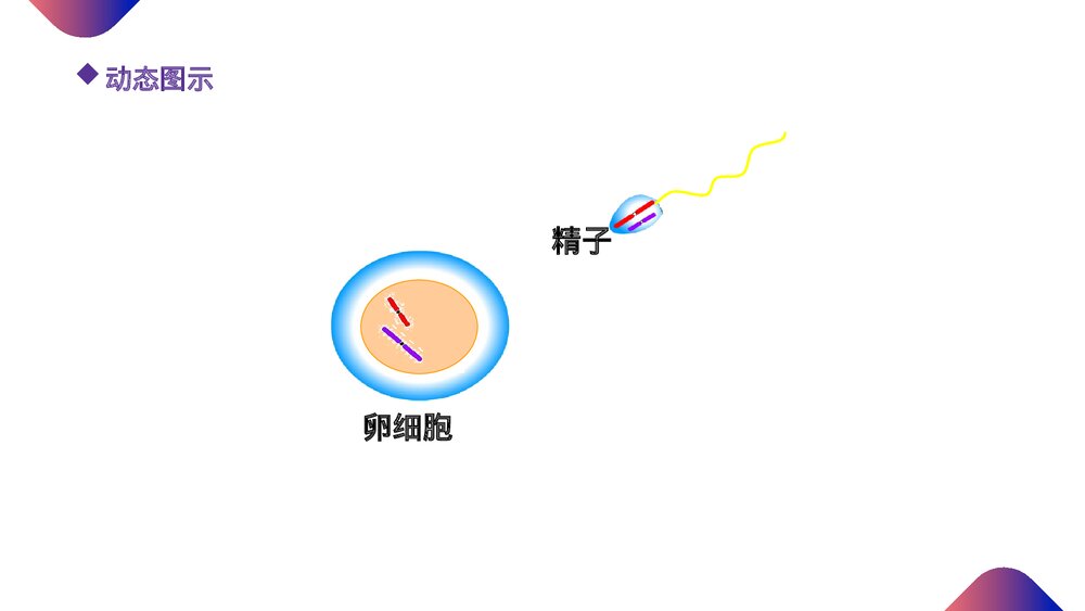 高一下册生物必修二《减数分裂和受精作用》PPT课件(第2.1.3课时)9