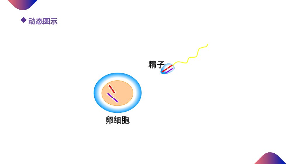 高一下册生物必修二《减数分裂和受精作用》PPT课件(第2.1.3课时)10