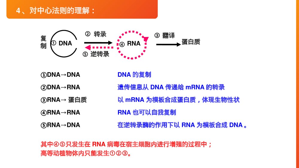 高一下册生物必修二《基因对性状的控制》PPT课件(第4.2课时)5