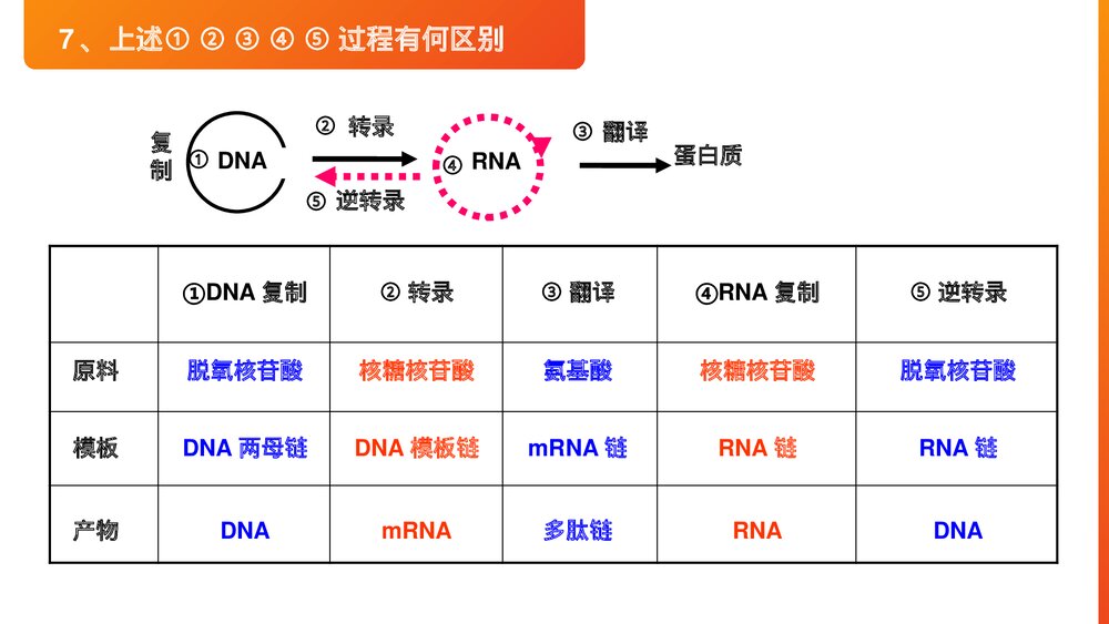 高一下册生物必修二《基因对性状的控制》PPT课件(第4.2课时)7