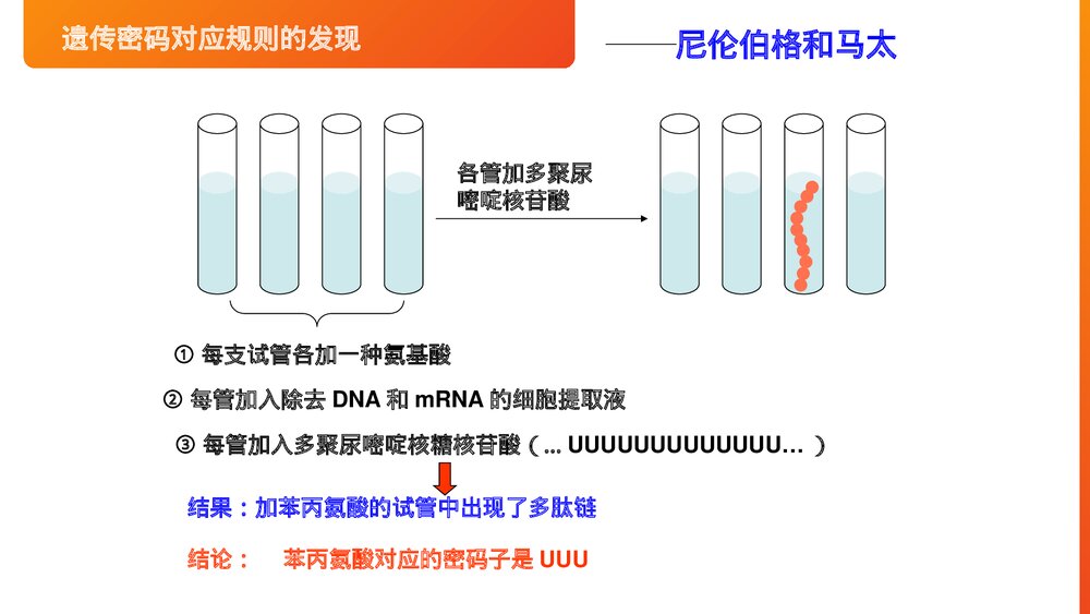 高一下册生物必修二《遗传密码的破译》PPT课件(第4.3课时)8