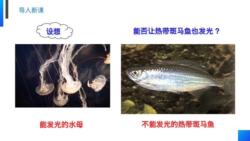 高一下册生物必修二《基因工程及其应用》PPT课件(第6.2课时)2