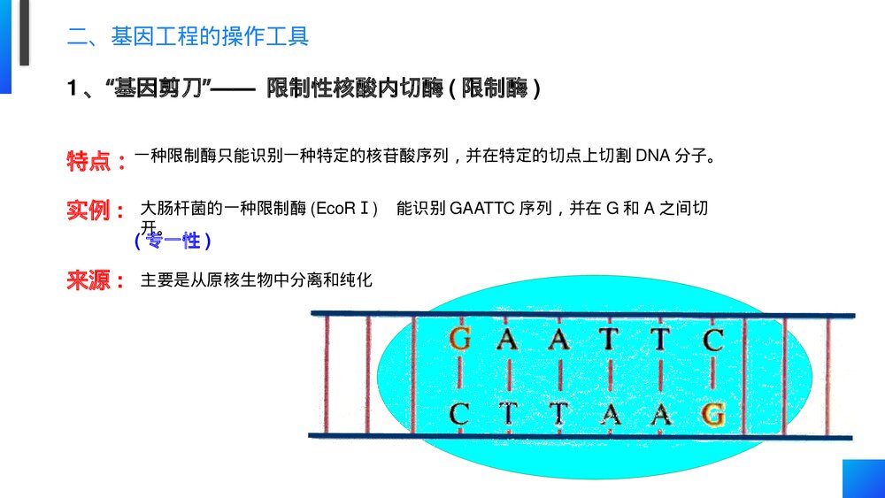 高一下册生物必修二《基因工程及其应用》PPT课件(第6.2课时)4