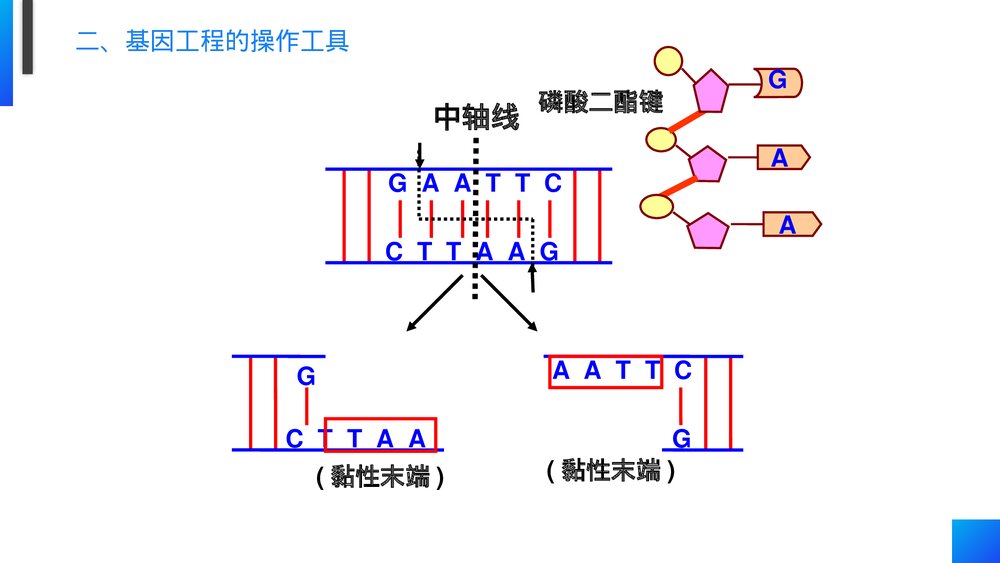 高一下册生物必修二《基因工程及其应用》PPT课件(第6.2课时)5