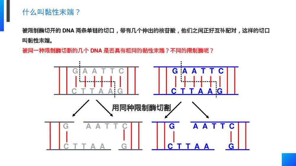 高一下册生物必修二《基因工程及其应用》PPT课件(第6.2课时)6