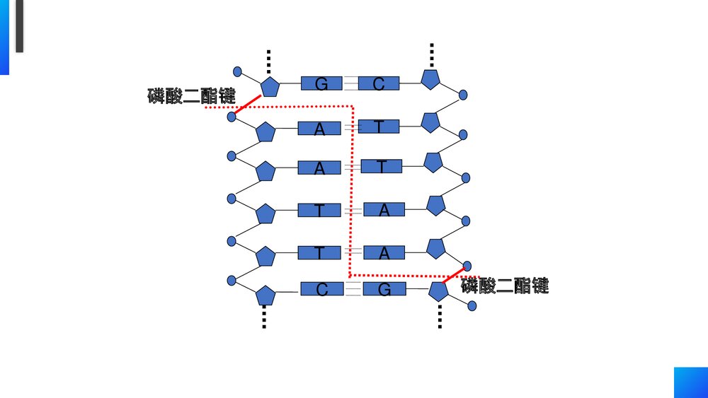 高一下册生物必修二《基因工程及其应用》PPT课件(第6.2课时)7