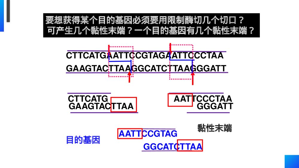 高一下册生物必修二《基因工程及其应用》PPT课件(第6.2课时)8