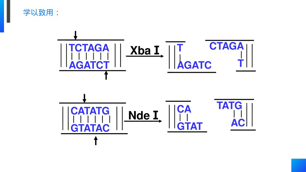 高一下册生物必修二《基因工程及其应用》PPT课件(第6.2课时)9