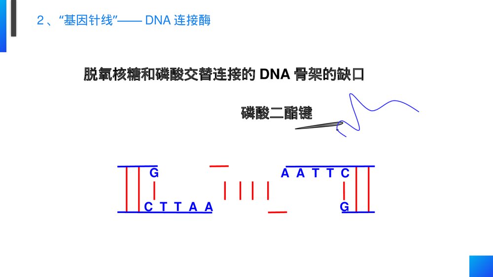 高一下册生物必修二《基因工程及其应用》PPT课件(第6.2课时)10