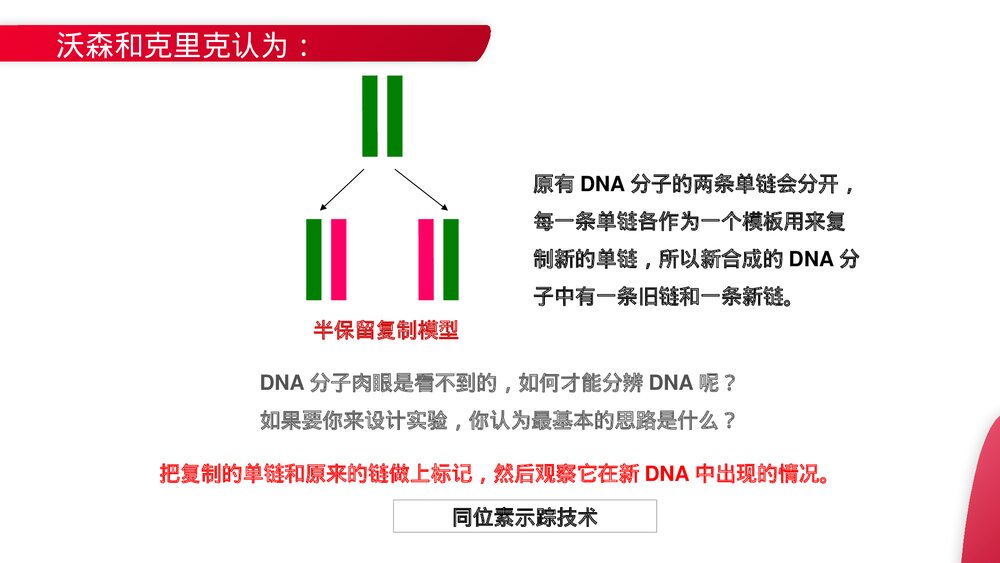 高一下册生物必修二《DNA的复制》PPT课件(第3.3课时)4
