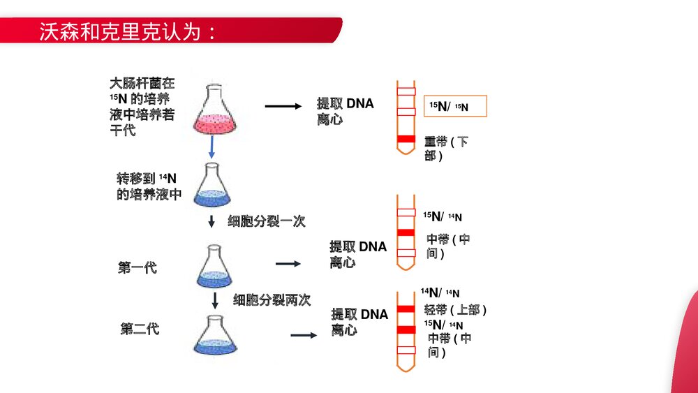 高一下册生物必修二《DNA的复制》PPT课件(第3.3课时)5