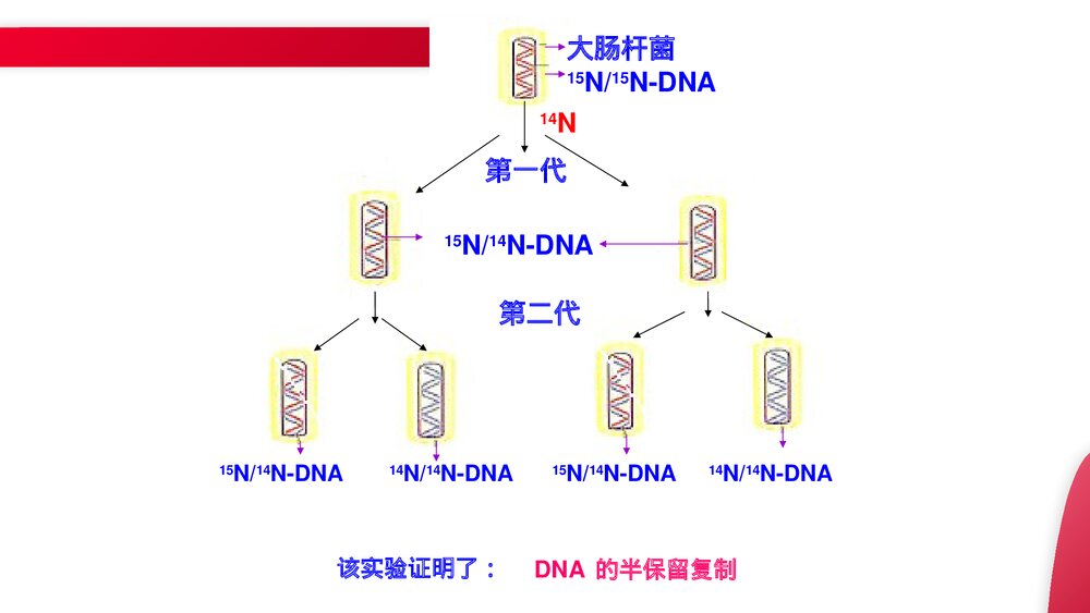 高一下册生物必修二《DNA的复制》PPT课件(第3.3课时)7