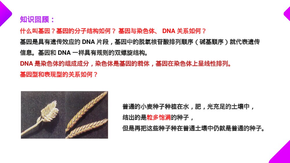 高一下册生物必修二《基因突变和基因重组》PPT课件(第5.1课时)2