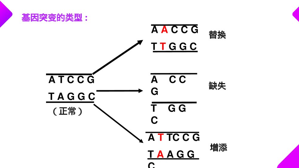 高一下册生物必修二《基因突变和基因重组》PPT课件(第5.1课时)9