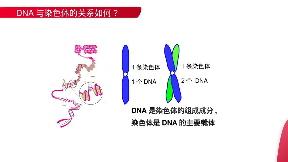 高一下册生物必修二《基因是有遗传效应的DNA片段》PPT课件(第3.4课时)4